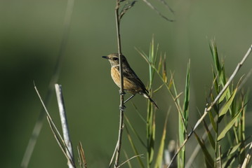 Schwarzkehlchen (Saxicola torquatus)