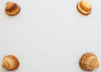 Conchiglie di mare © carlofornitano66