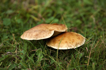 Mushrooms