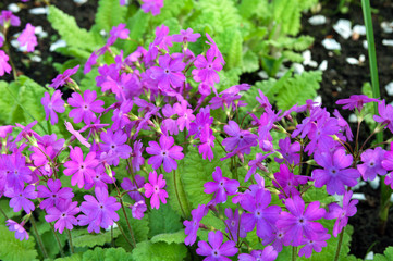 primula flowers growing up