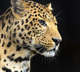Fototapeten Leopard © kyslynskyy