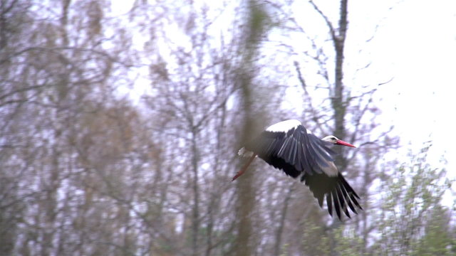 The beauty of white stork flying