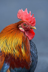 Portrait pet rooster on the farm