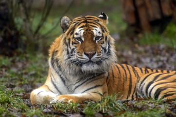 Fototapeta na wymiar Amur Tiger in the summer