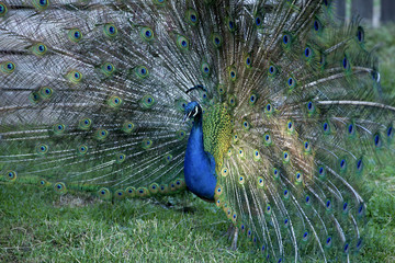 Obraz premium Peacock with raised feathers