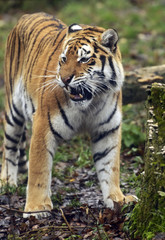 Obraz premium Amur Tiger