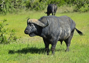 Fototapeta premium Buffalo