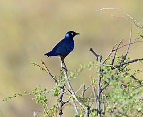 Obraz premium Colorful superb starling