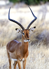 Impala gazelle