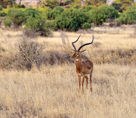 Naklejka na ściany i meble Impala gazelle
