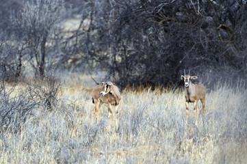 Fototapeta premium Oryx gazella