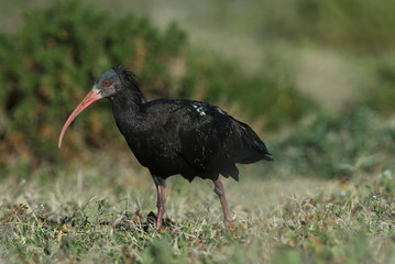 Waldrapp (Geronticus eremita)