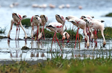 Flamingos