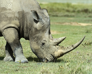 Obraz premium White rhino