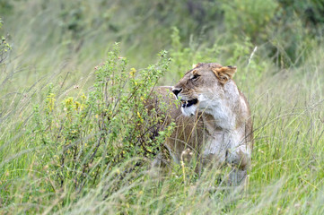 Lions Masai Mara