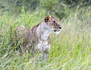 Lions Masai Mara