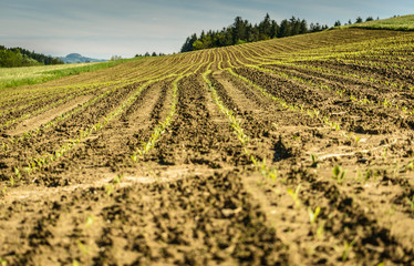 Field with young corn plants.