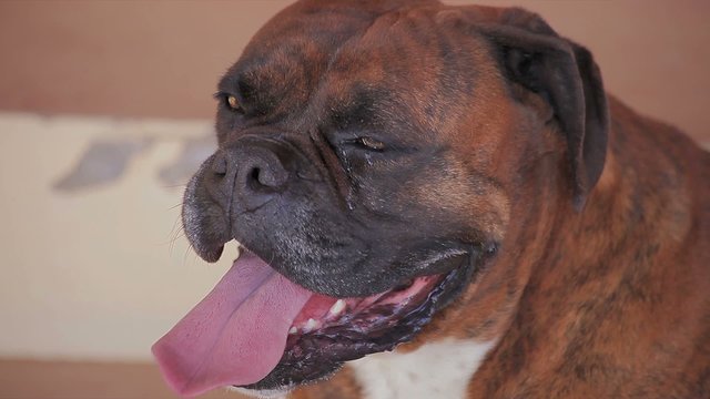 Brindle boxer (German boxer) flushed