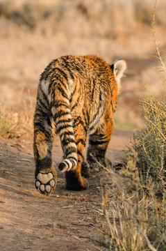 Parting shot of a tiger