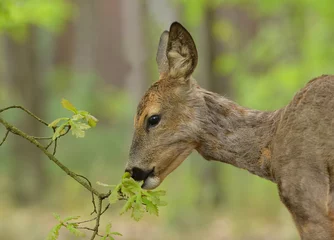 Tuinposter roe deer, © Piotr Krzeslak