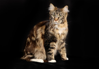 Fototapeta na wymiar Purebred cat