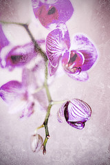 Phalaenopsis grunge
