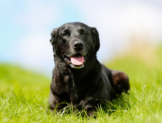 Black labrador