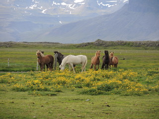 Chevaux islandais