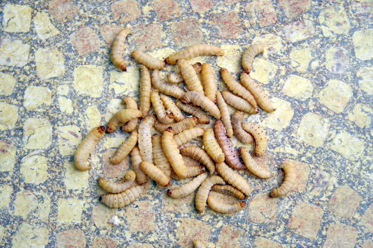 Teigne 이미지 찾아보기 44 스톡 사진, 벡터 및 비디오 Adobe Stock