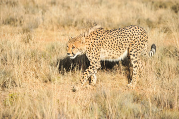 Portrait shot of an elegant African Cheetah