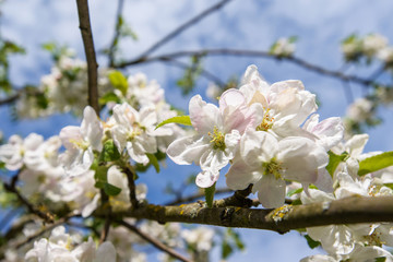 flower tree