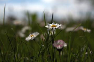 Obraz premium Gänseblume