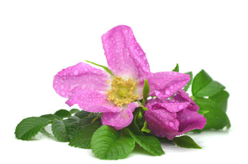Rosa rugosa © zetat