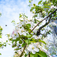 flower tree