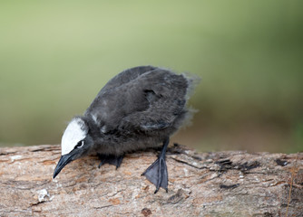 Black noddy chick