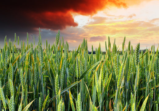 green wheat field - sunset