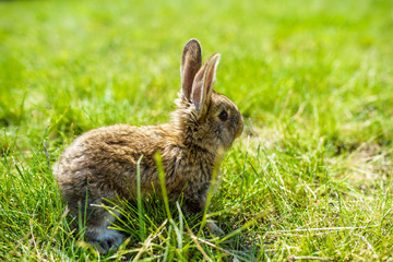 rabbit on the grass