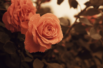 Orange rose