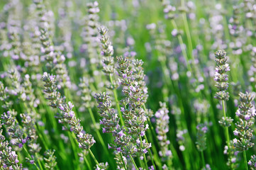 Lavender flowers