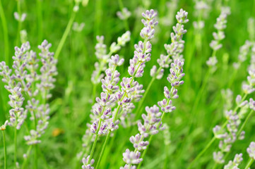 Lavender flowers