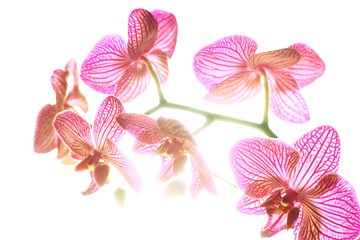 Obraz na płótnie Canvas Kwiat orchidei w podświetlenie