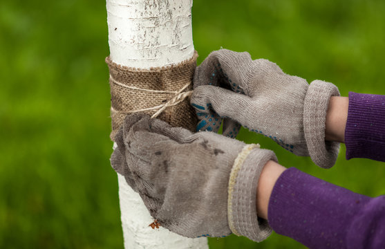 photo of hands in gloves tying healing band around tree