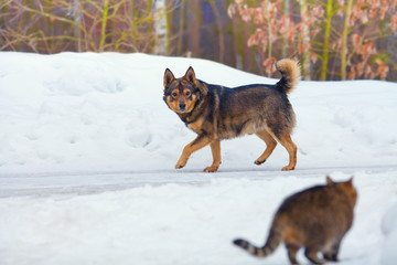 Dog walking on the snowy road in winter