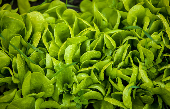 texture of growing fresh green salad