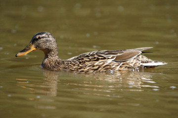 Mallard, Anas platyrhynchos