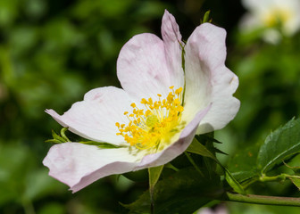 Rosa Canina flower