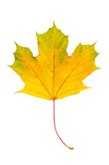Maple leaf