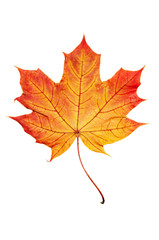 Maple leaf