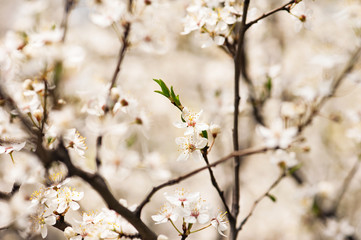 Plum flowers