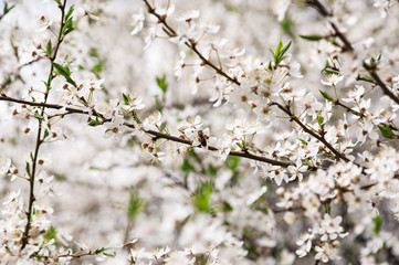 Plum flowers